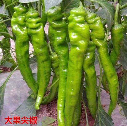 临城批发螺丝椒苗厂家,内丘大果辣椒苗专业育苗2026