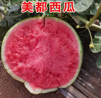 织金育美都西瓜苗厂,黔西嫁接西瓜苗基地2026