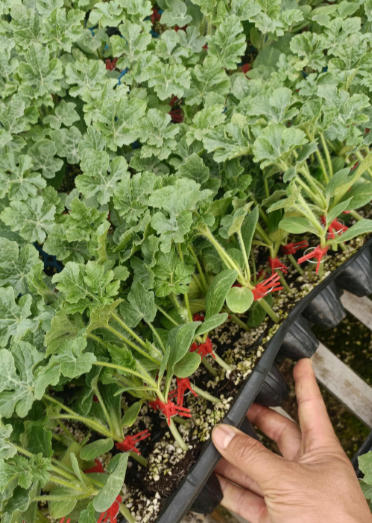 栖霞哪里育西瓜苗,海阳早熟美都西瓜嫁接苗2026